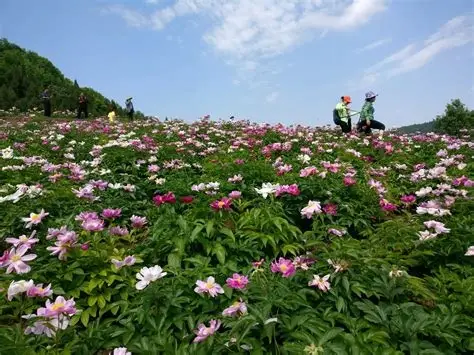 中江芍药谷