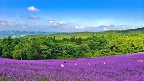野三关森林花海