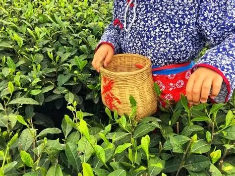 成都市蒲江成佳茶乡旅游景区
