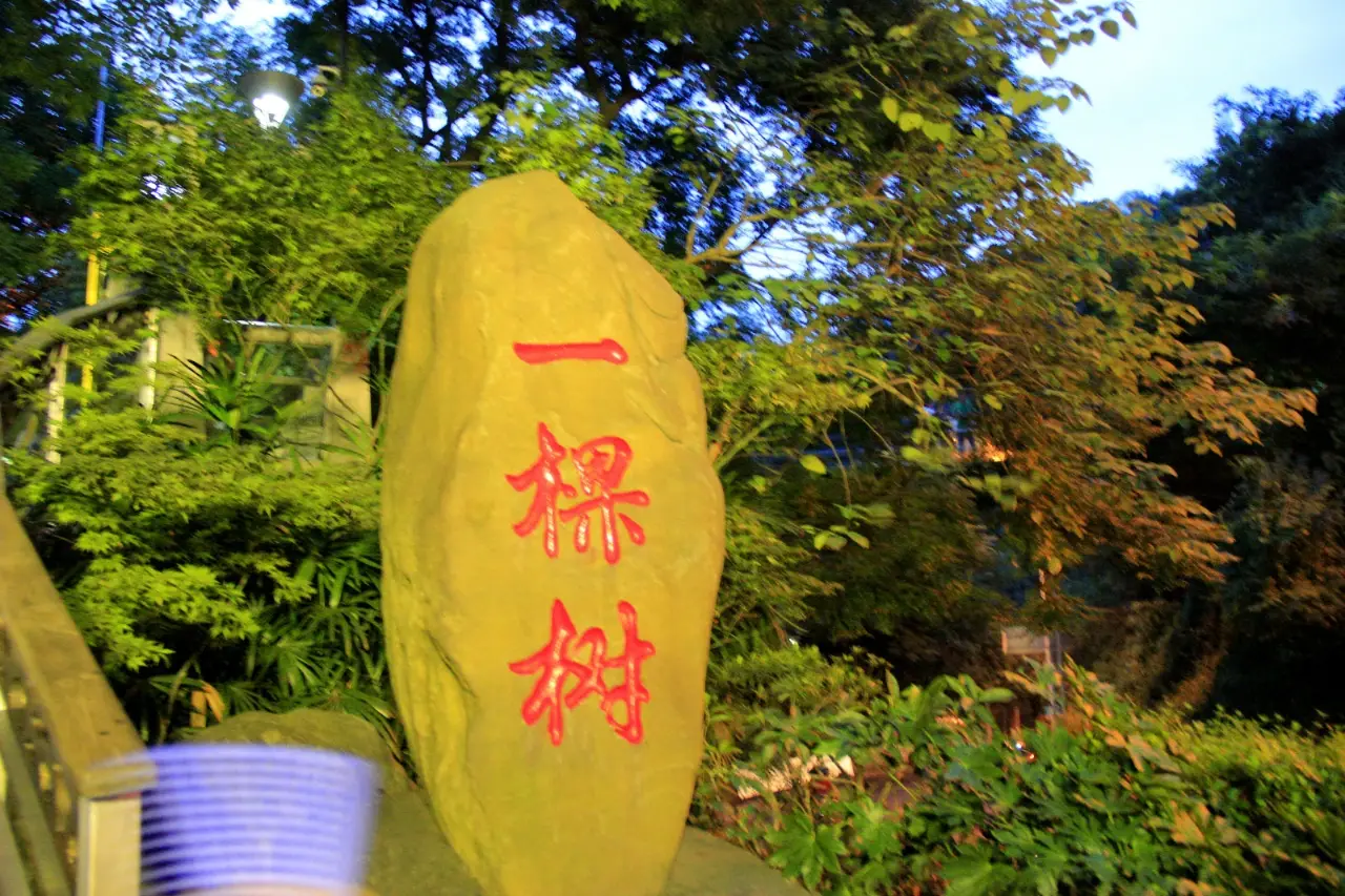 南山一棵树