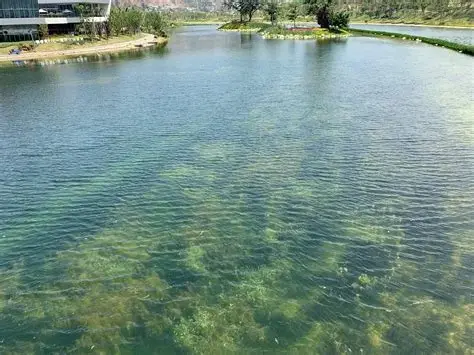 水中央湿地公园