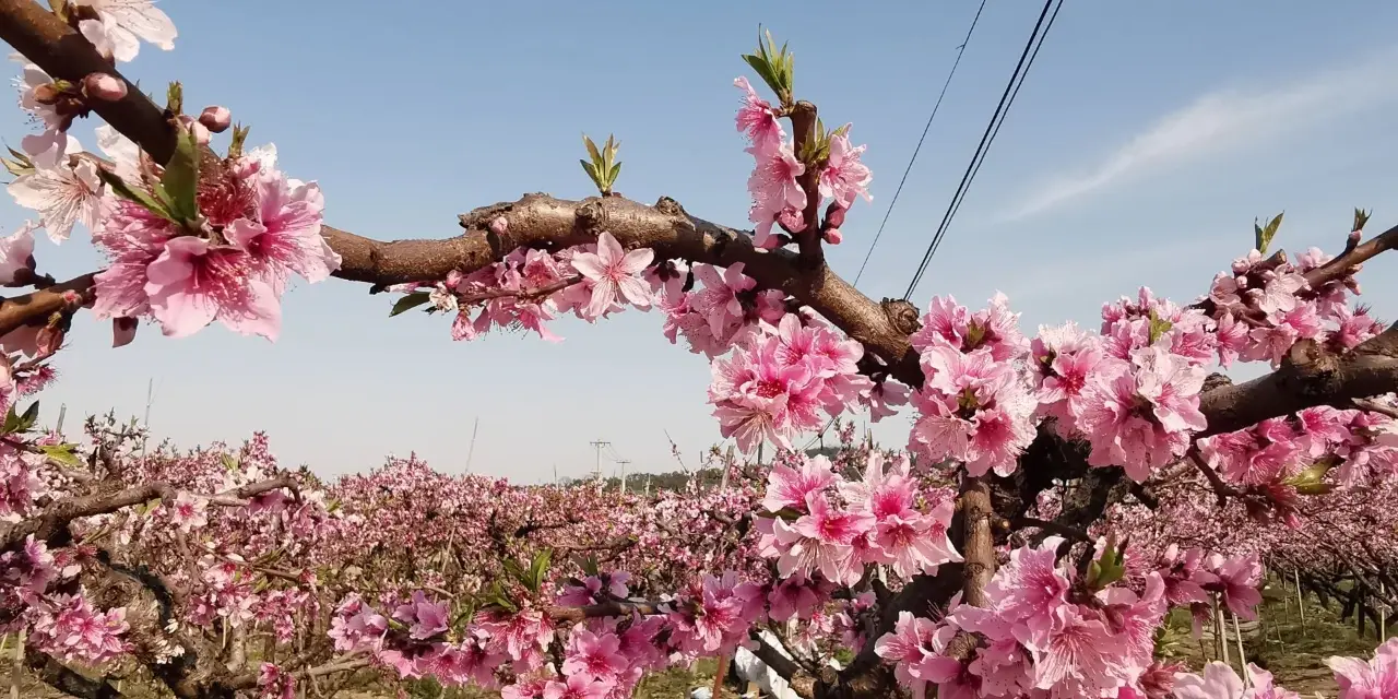 阳山桃花源景区