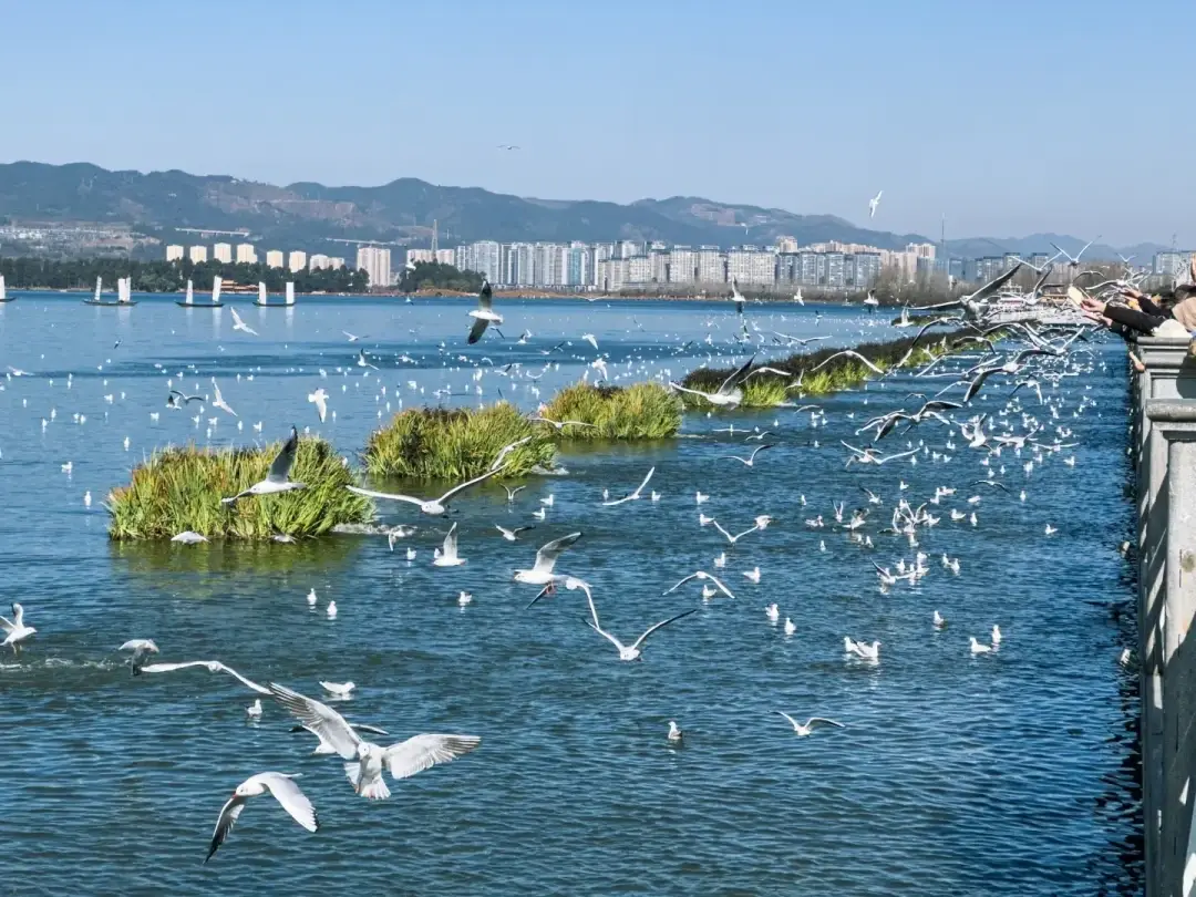 海埂公园