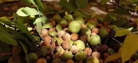 千年核桃林