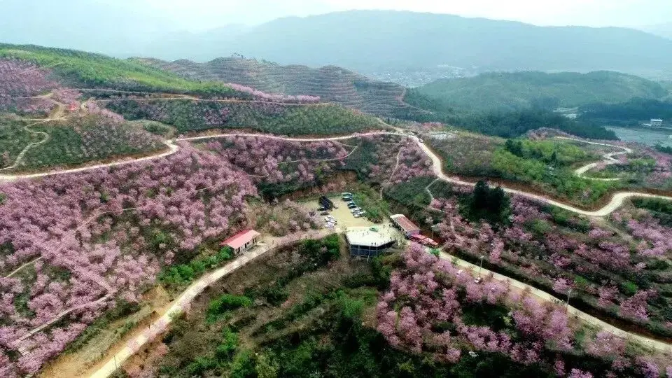 渔洞·名樱旅游度假区