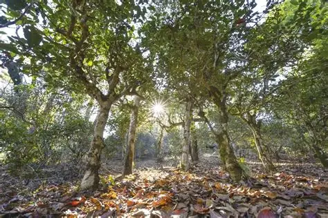 景迈千年万亩古茶园
