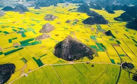 罗平油菜花景区