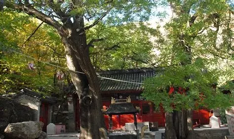 槐树洞