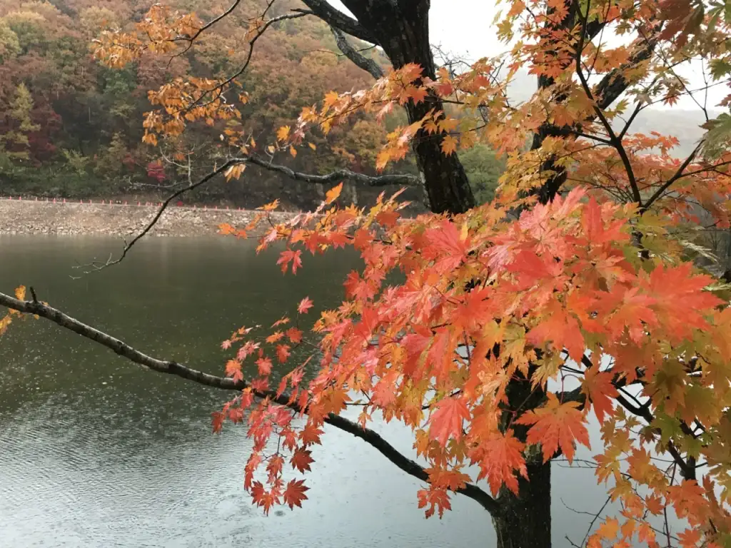 枫林谷森林公园