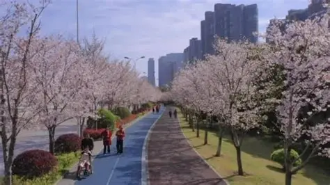 滨江最美樱花跑道