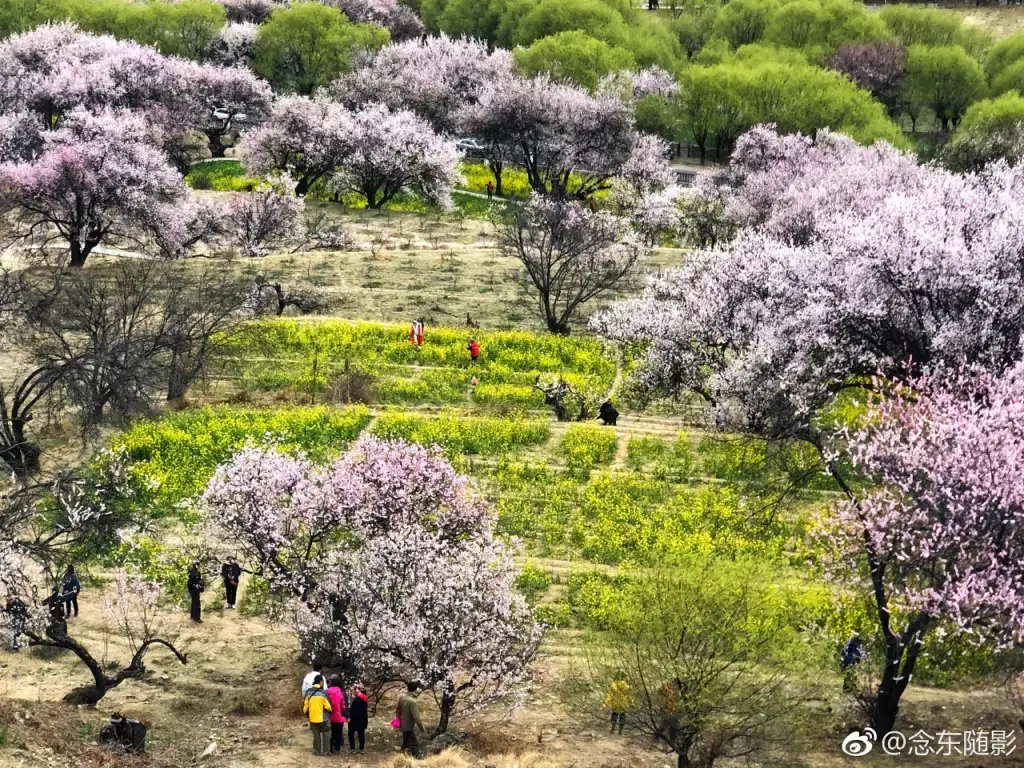 嘎拉桃花村