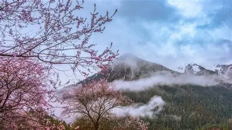 波密桃花沟