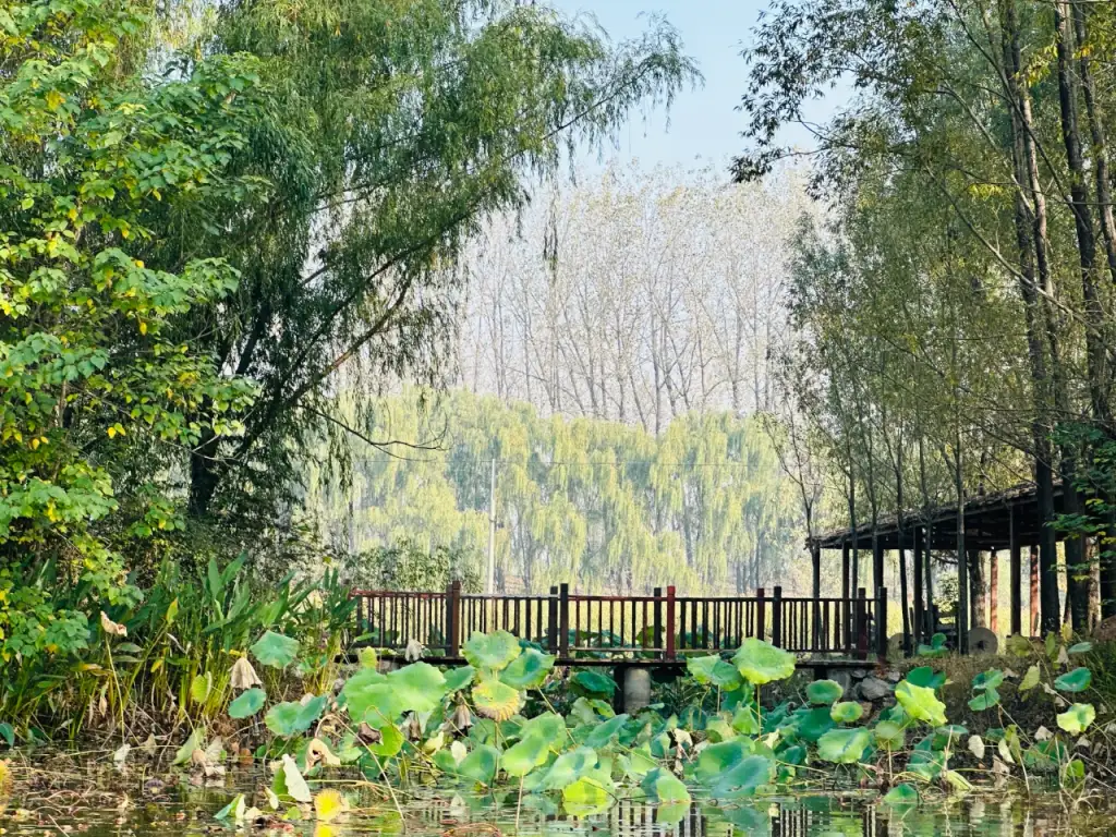 台儿庄运河国家湿地公园