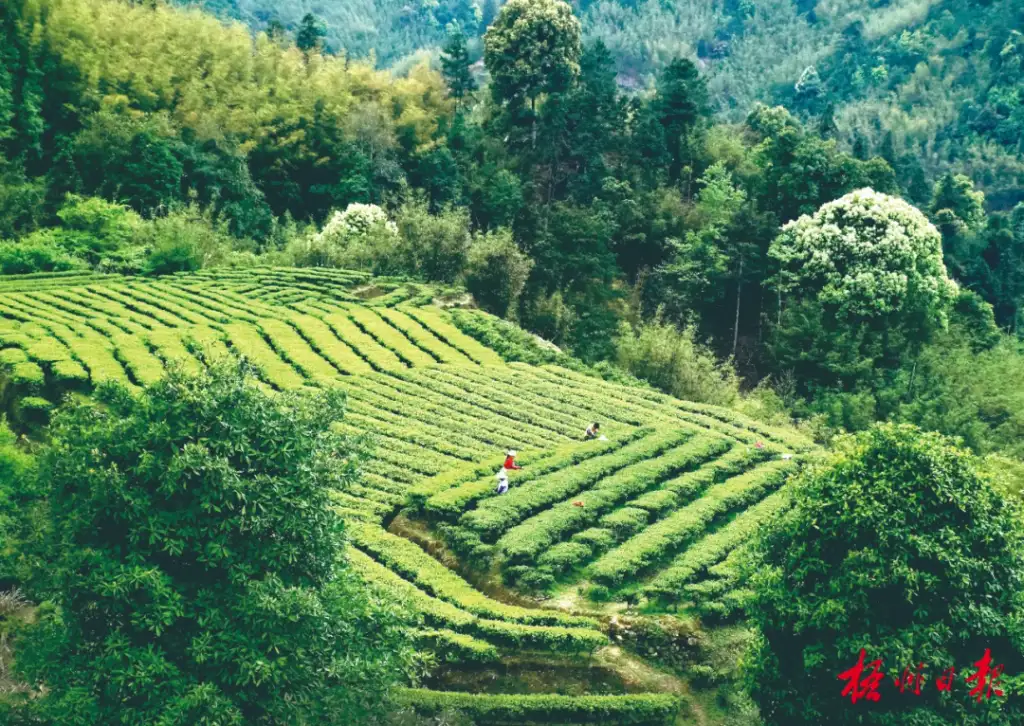 茶山生态园