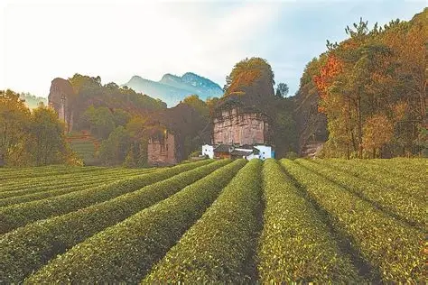 武夷山茶博园