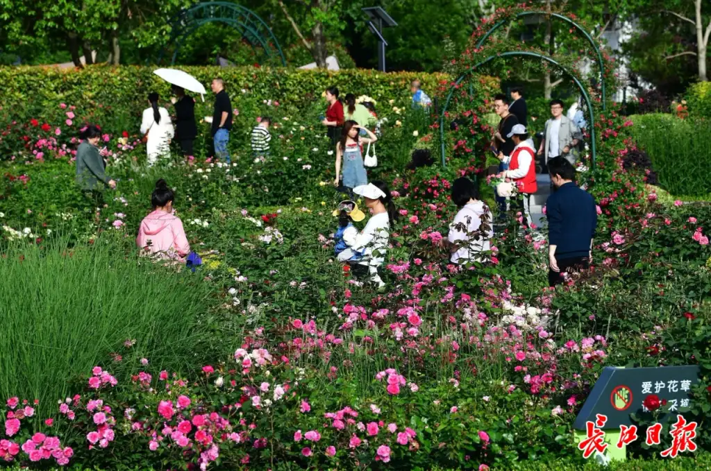 金银湖月季花园