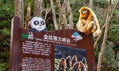 汉中市佛坪熊猫谷