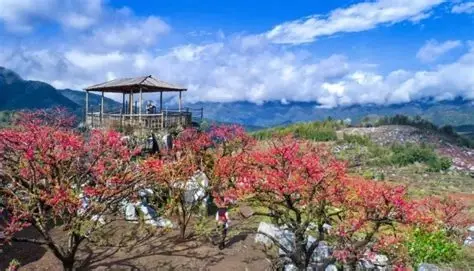 上坪桃花山