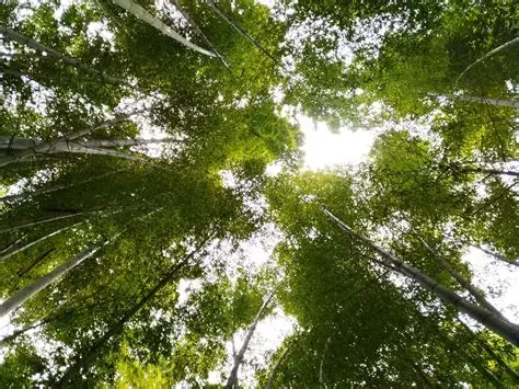 大旺竹海