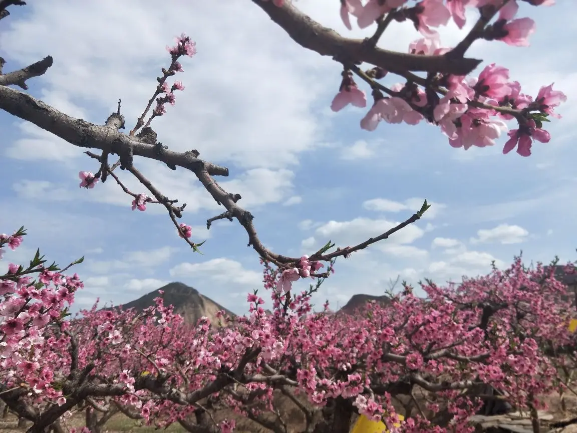 民和县桃花源景区