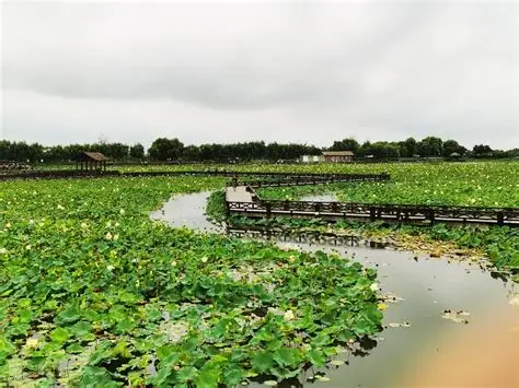 焦岗湖景区