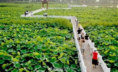 淮安市金湖县荷花荡景区