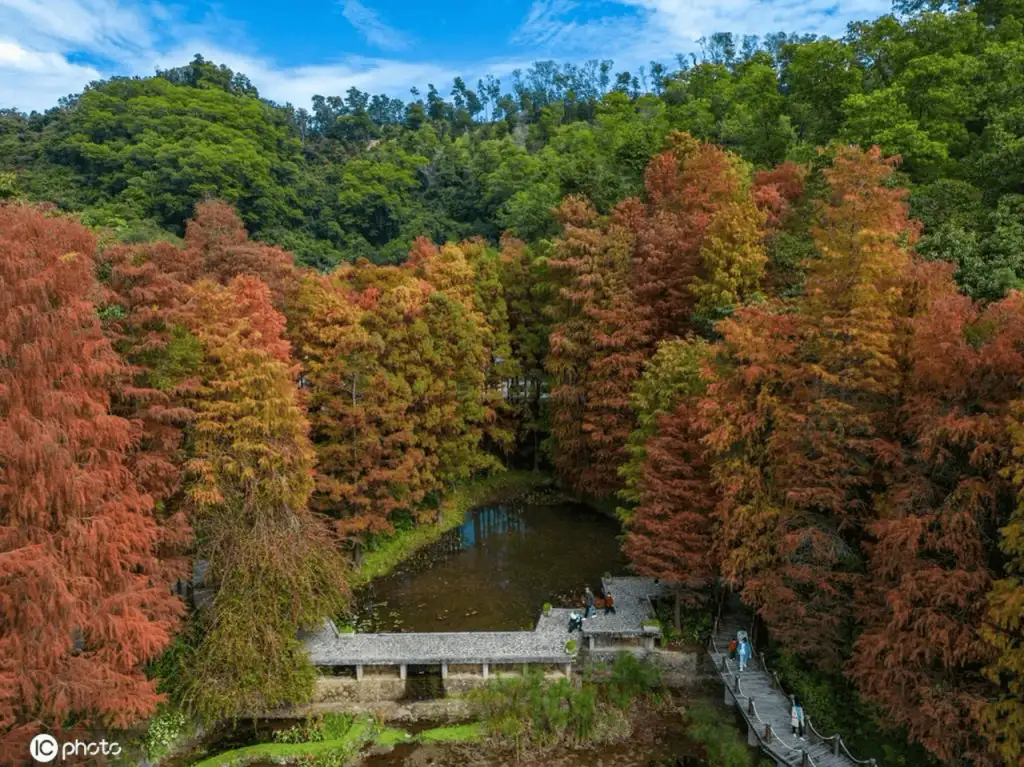 仙湖植物园