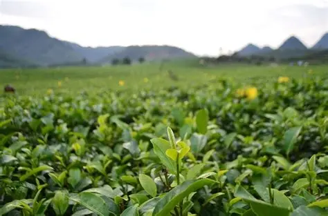 德高信T三有机茶园