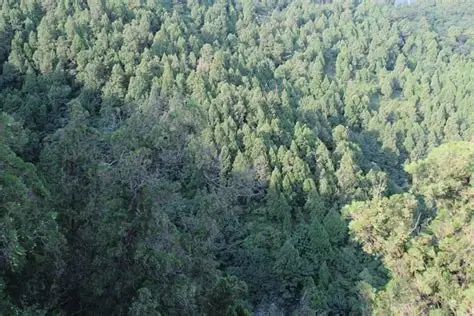 金粟山森林公园