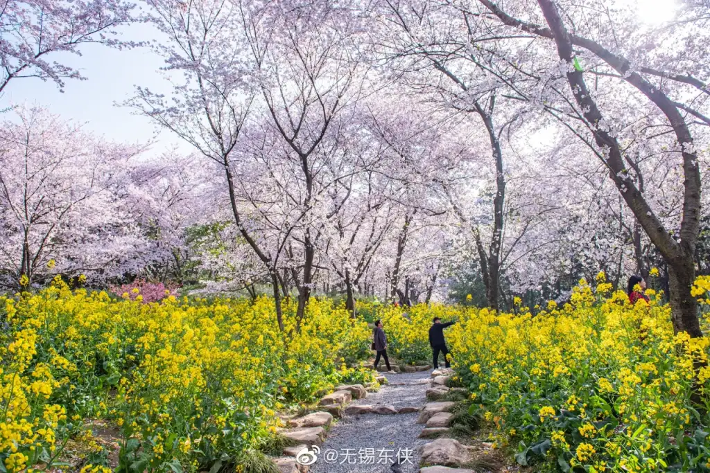 樱花谷
