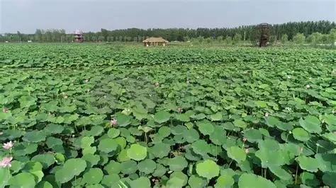 十里荷塘