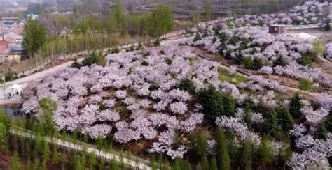 樱花山风景区