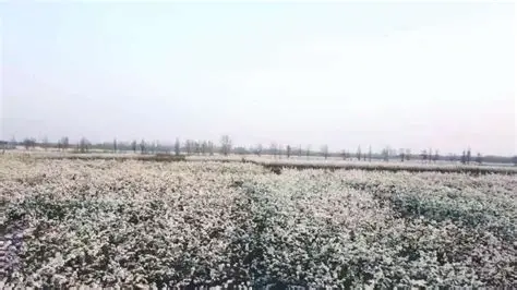 阳信万亩梨园