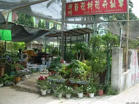 百花村