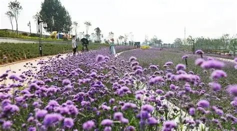 南太行花海