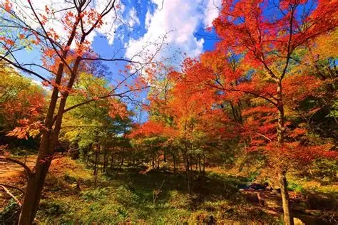 四方山枫叶谷
