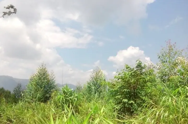 大王岭原始森林