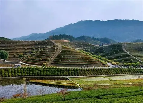 茶乡花海