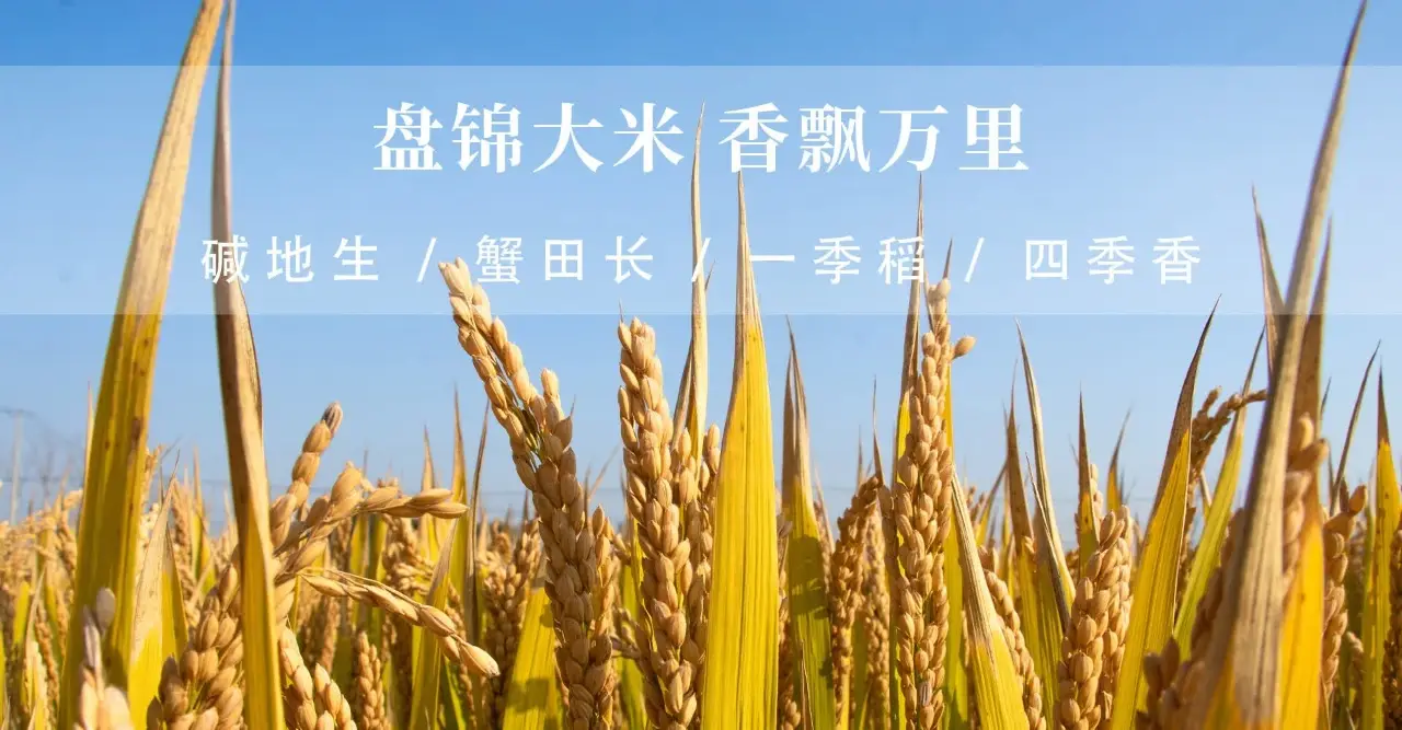 盘锦大米博物馆