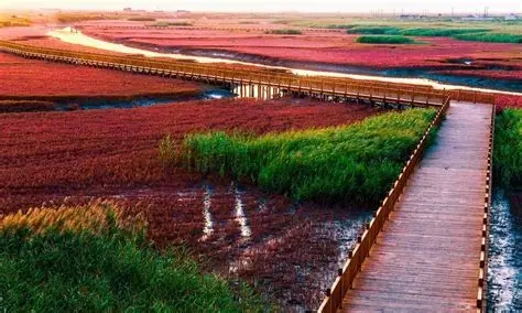 红海滩观景点