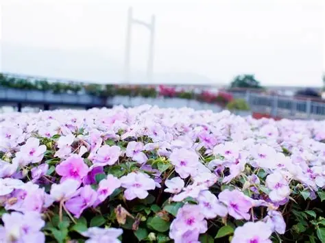 福州花海公园