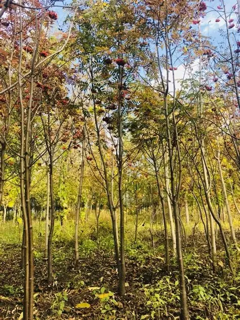 绥化市北林区森林公园