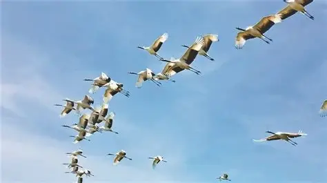 绥化市肇东市千鹤岛湿地