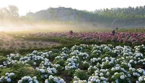 聊城植物园