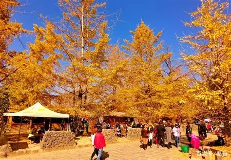 银杏村