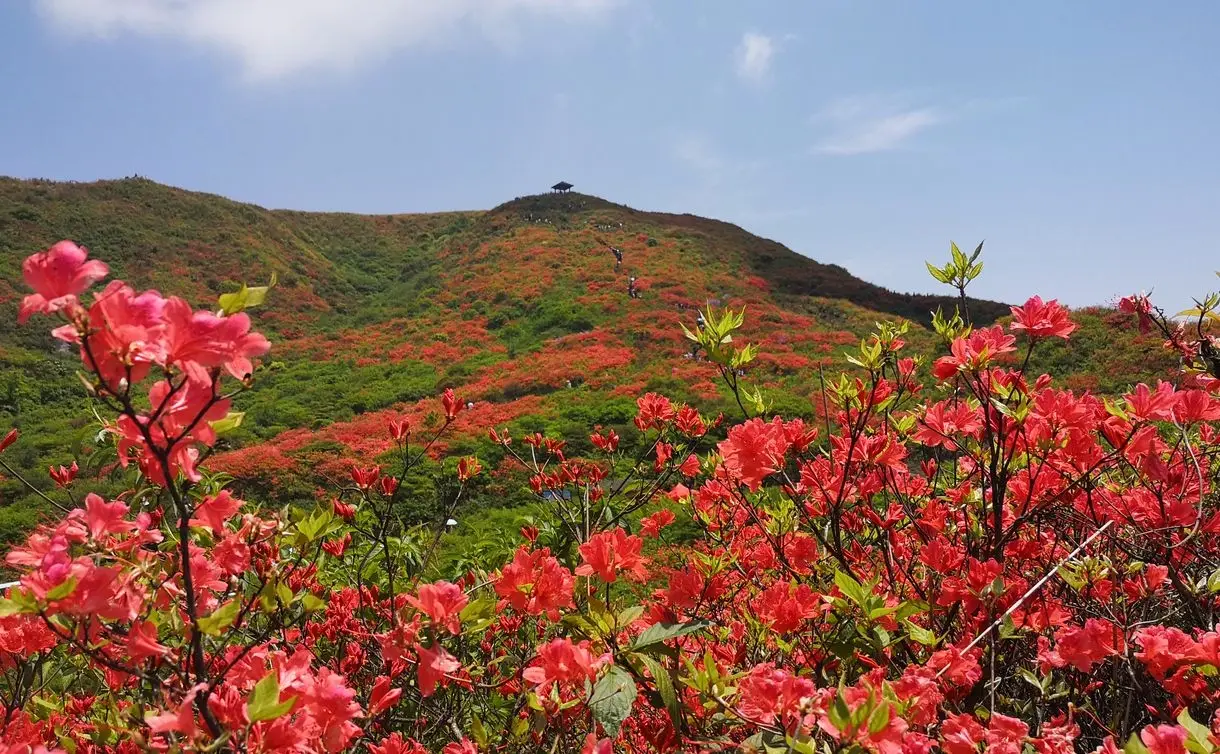 三公山杜鹃花海