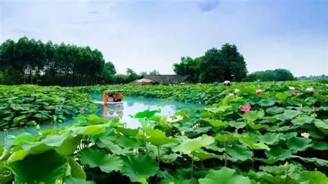 陶辛水韵
