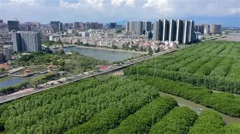 水东湾红树林