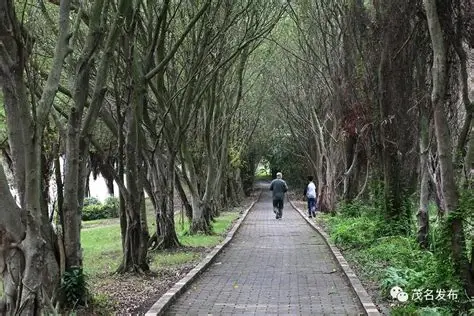 茂名森林公园