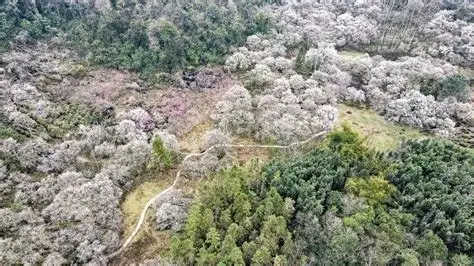 荔波万亩梅原
